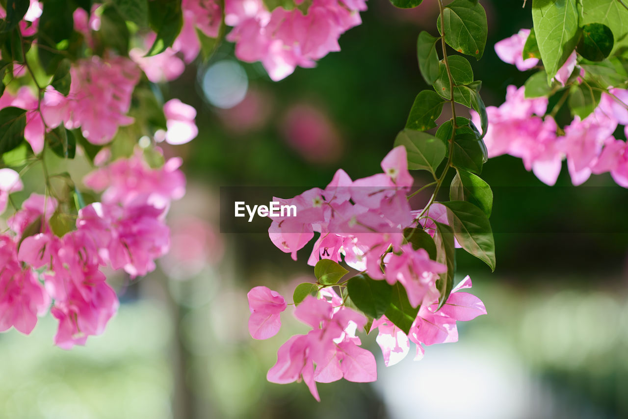 CLOSE-UP OF PINK ROSE PLANT