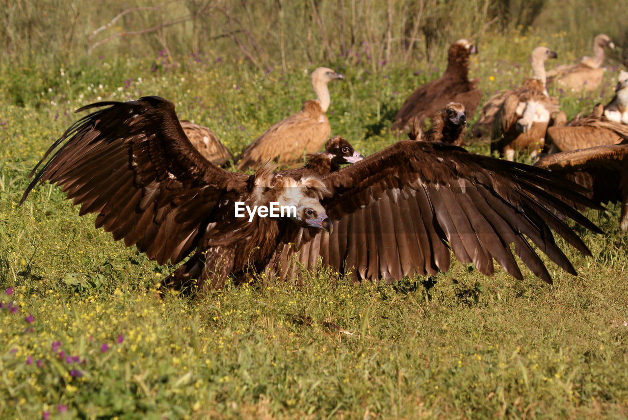 HIGH ANGLE VIEW OF EAGLE FLYING IN FARM