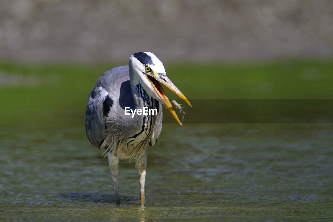 Grey heron hunting fish