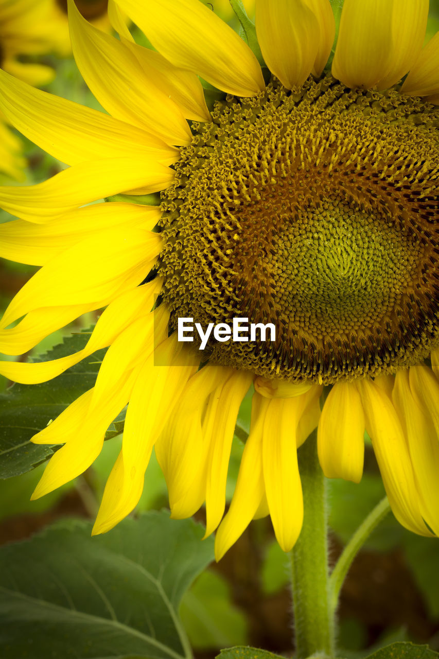 CLOSE-UP OF YELLOW FLOWER