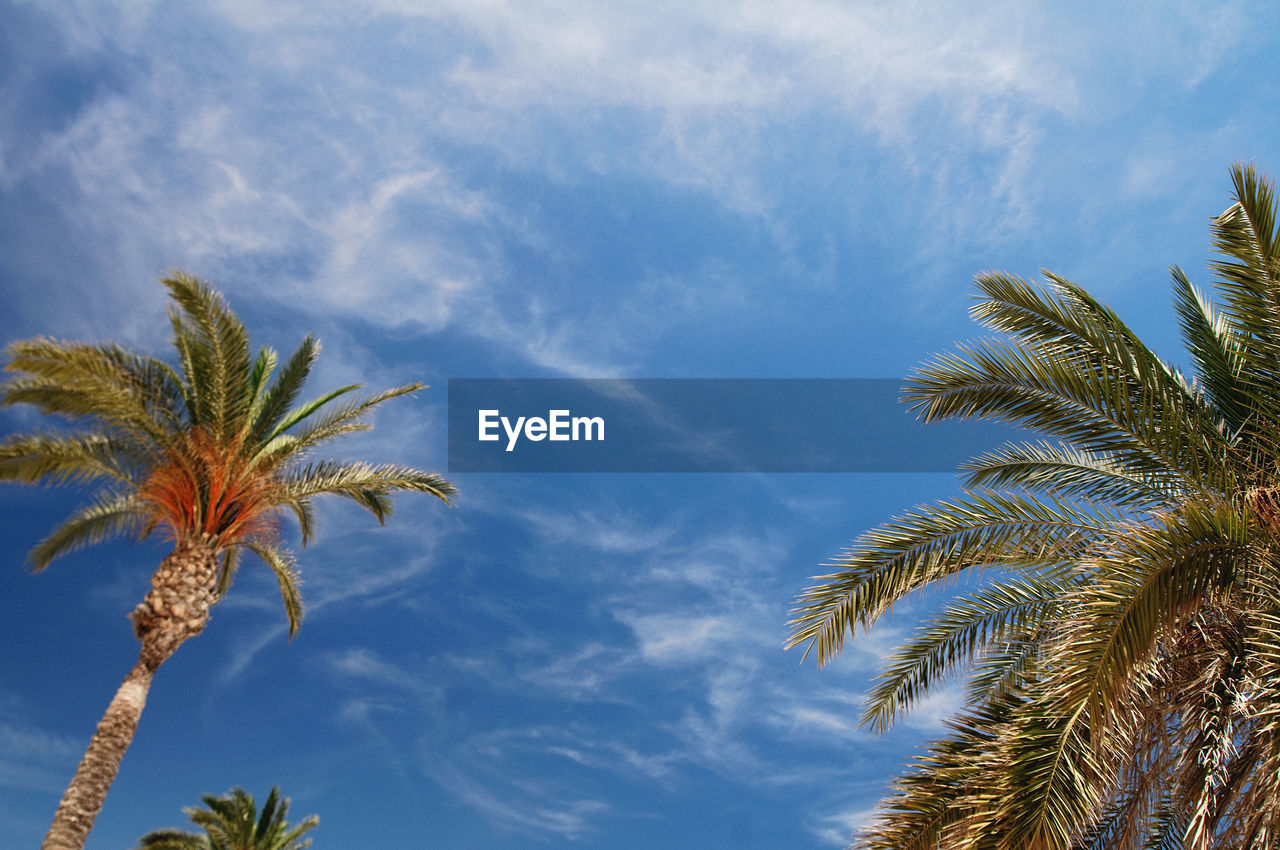 LOW ANGLE VIEW OF PALM TREES AGAINST CLOUDY SKY