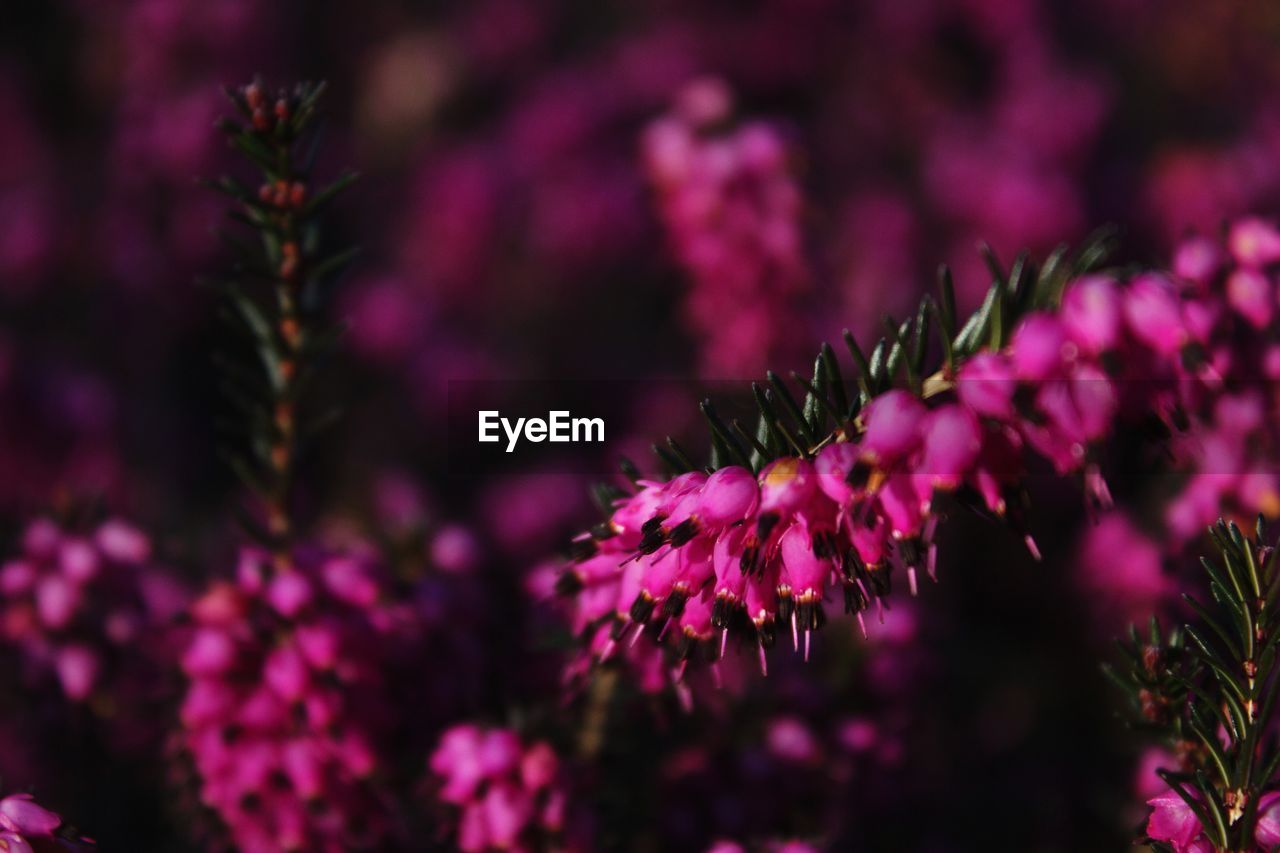 Close-up of pink flowering plant