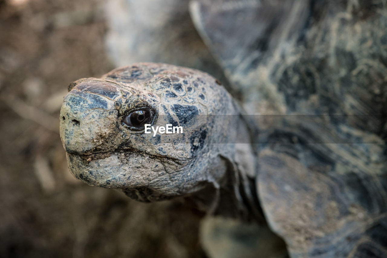 Close-up of tortoise