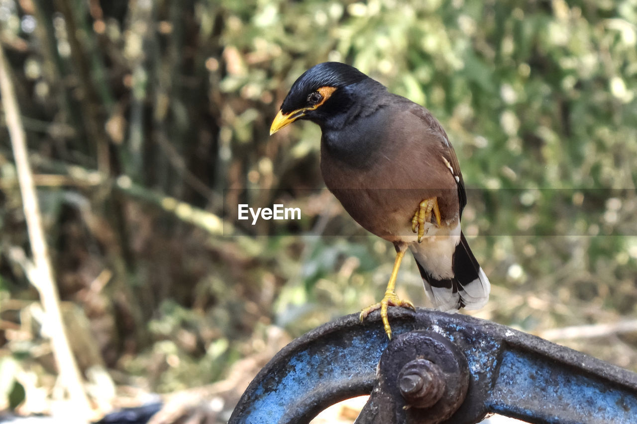 Picture of a common myna, indian myna, is a member of the family sturnidae