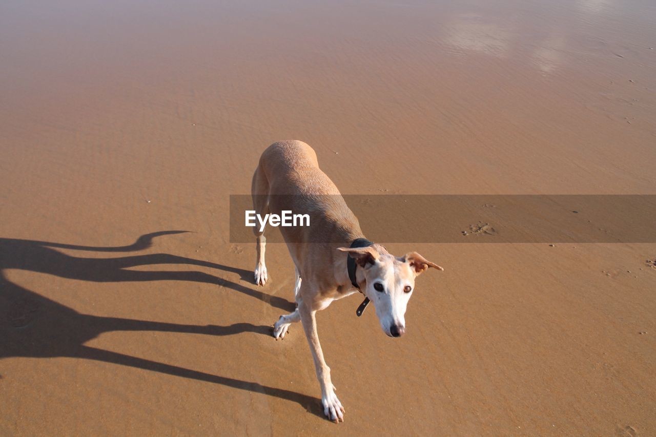 View of dog on sand