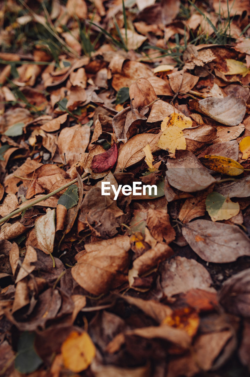 Full frame shot of dry maple leaves on land