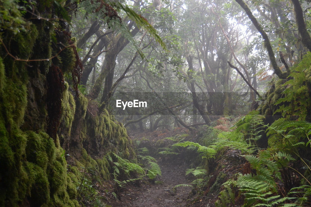 Trees in forest