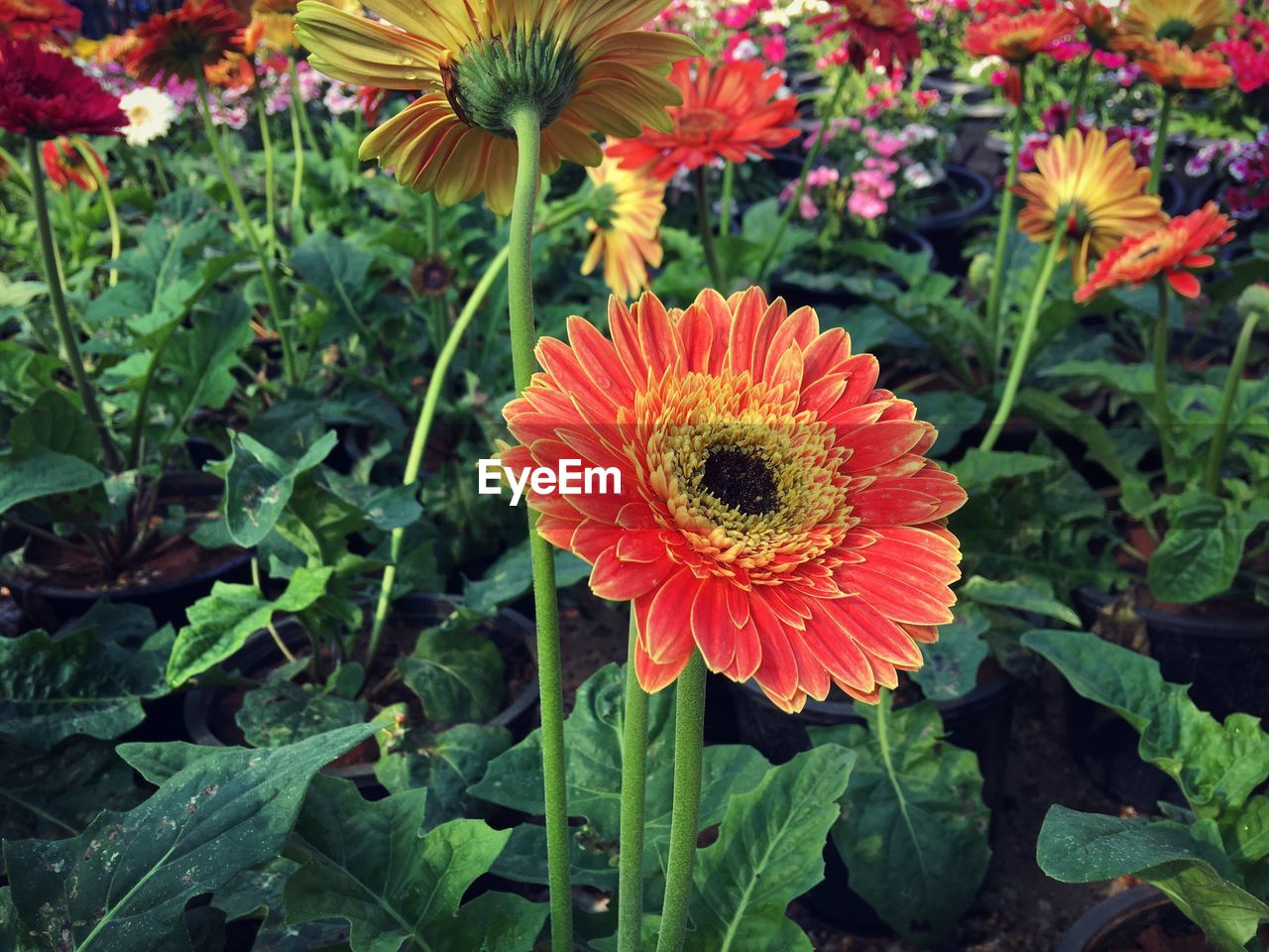 Close-up of orange flowers blooming outdoors