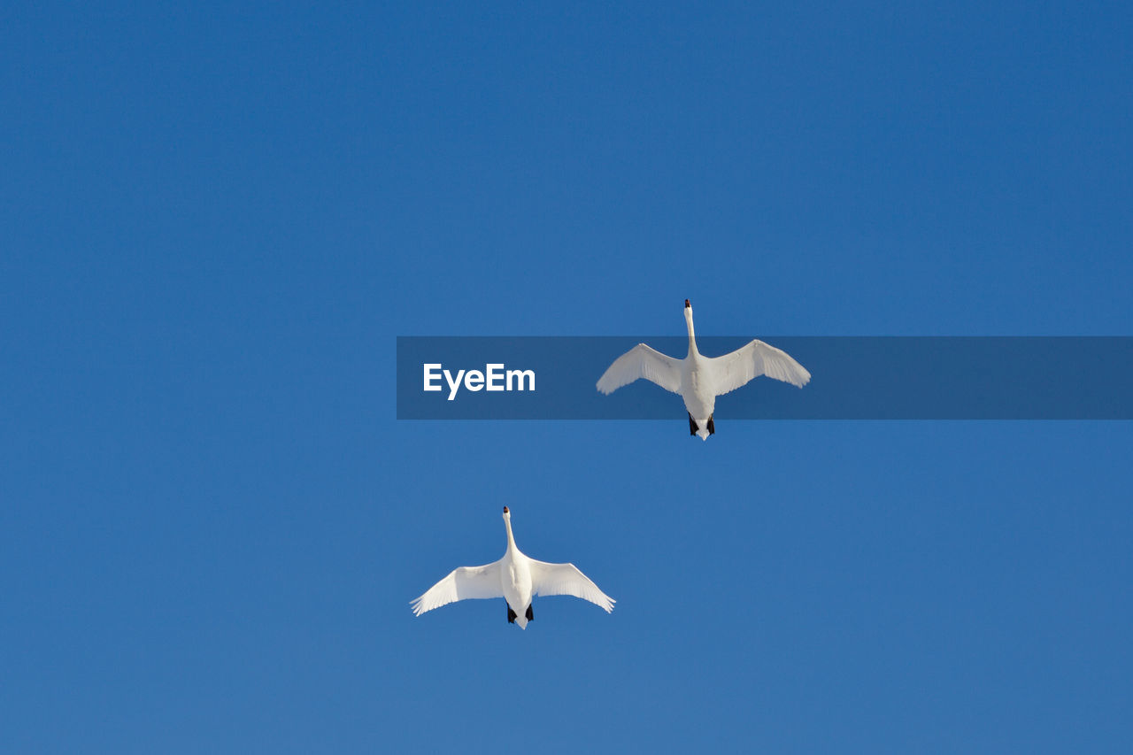 Mute swans flying at a blue sky
