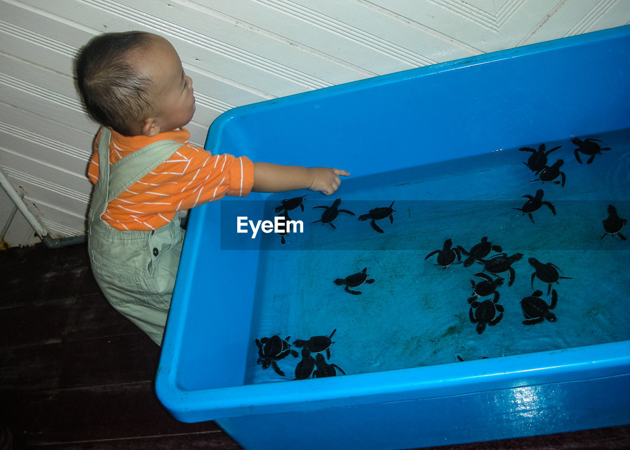 Boy pointing at turtles in bathtub at home