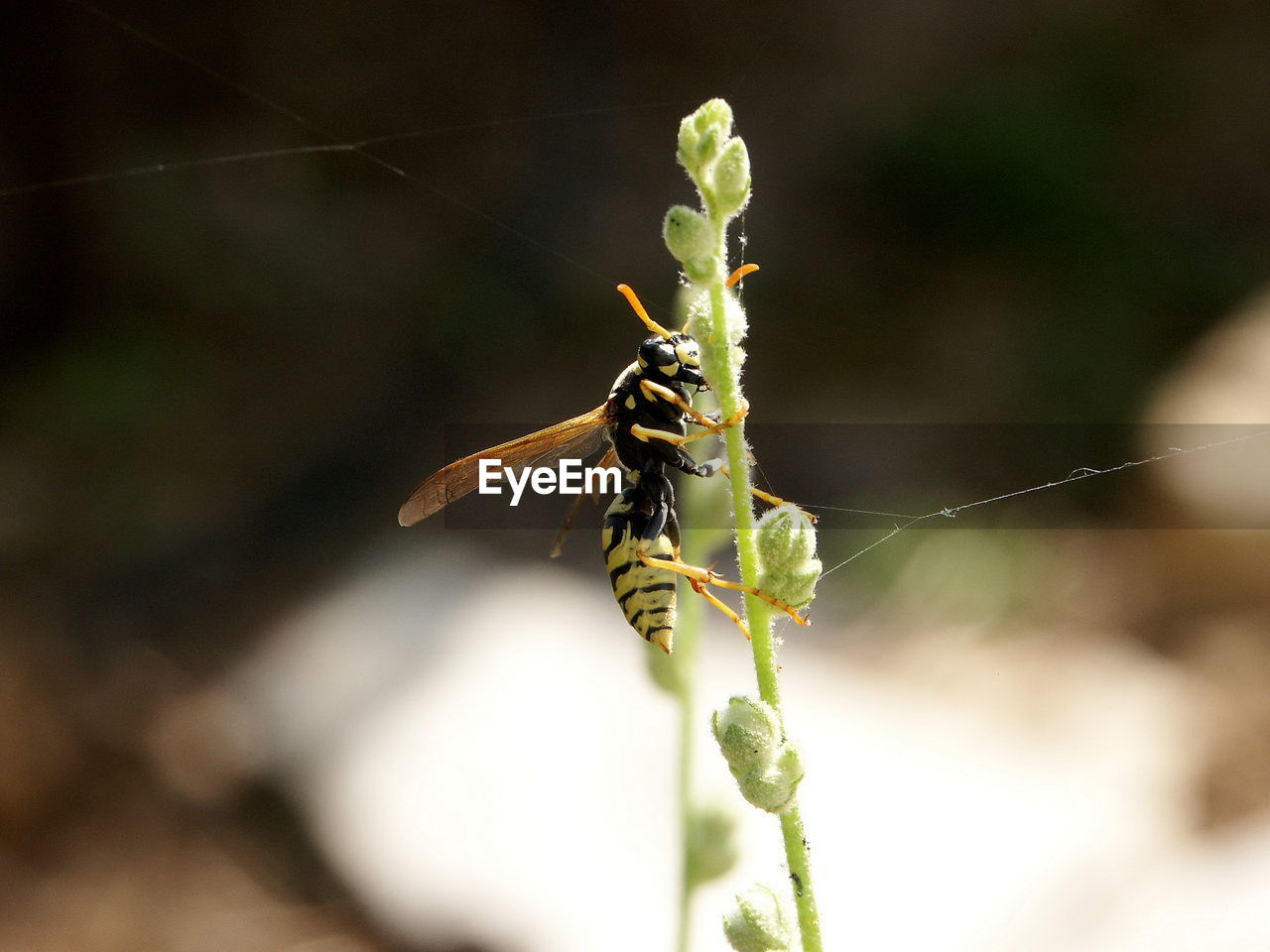 CLOSE-UP OF INSECT