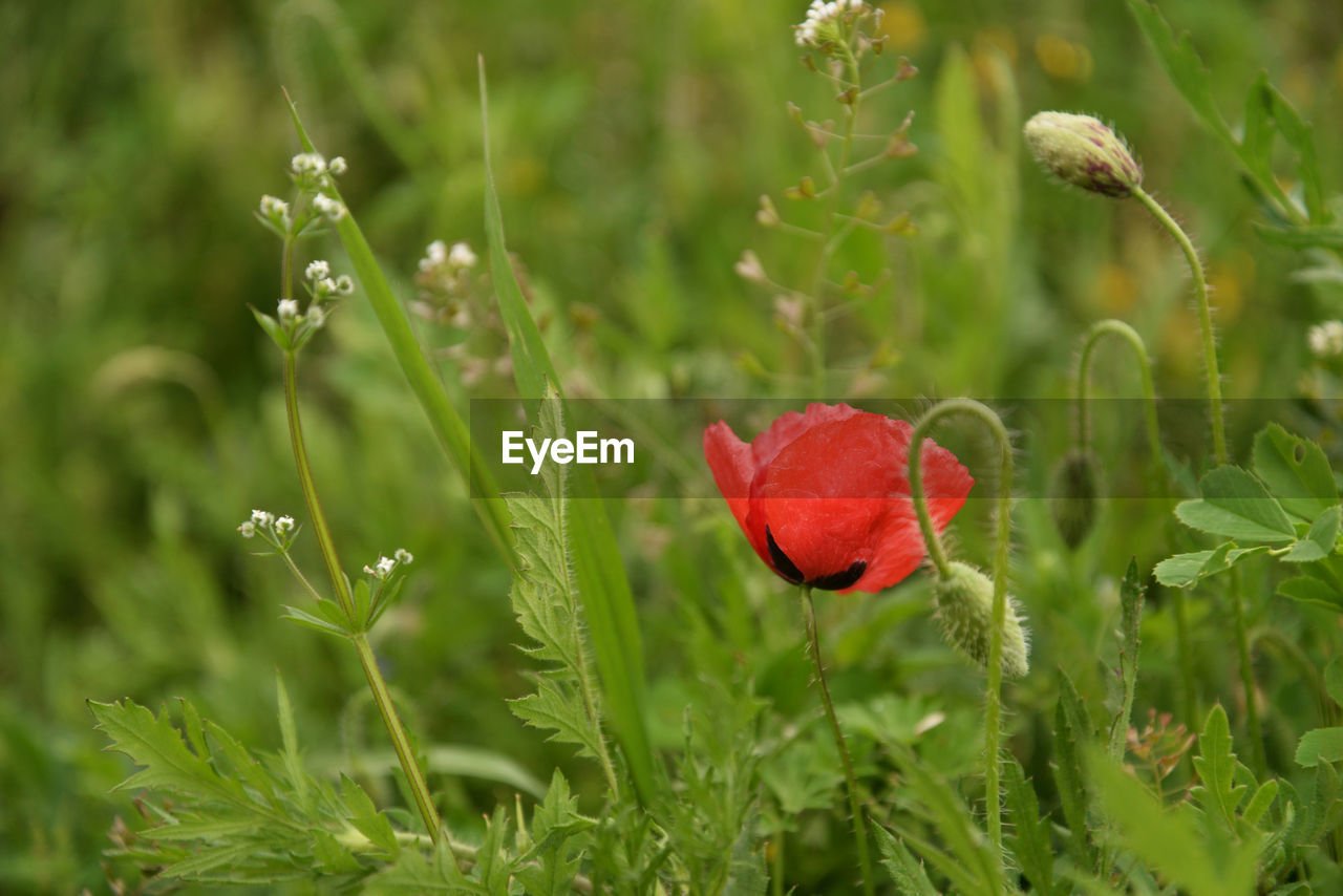 Close-up of red poppy flower on field