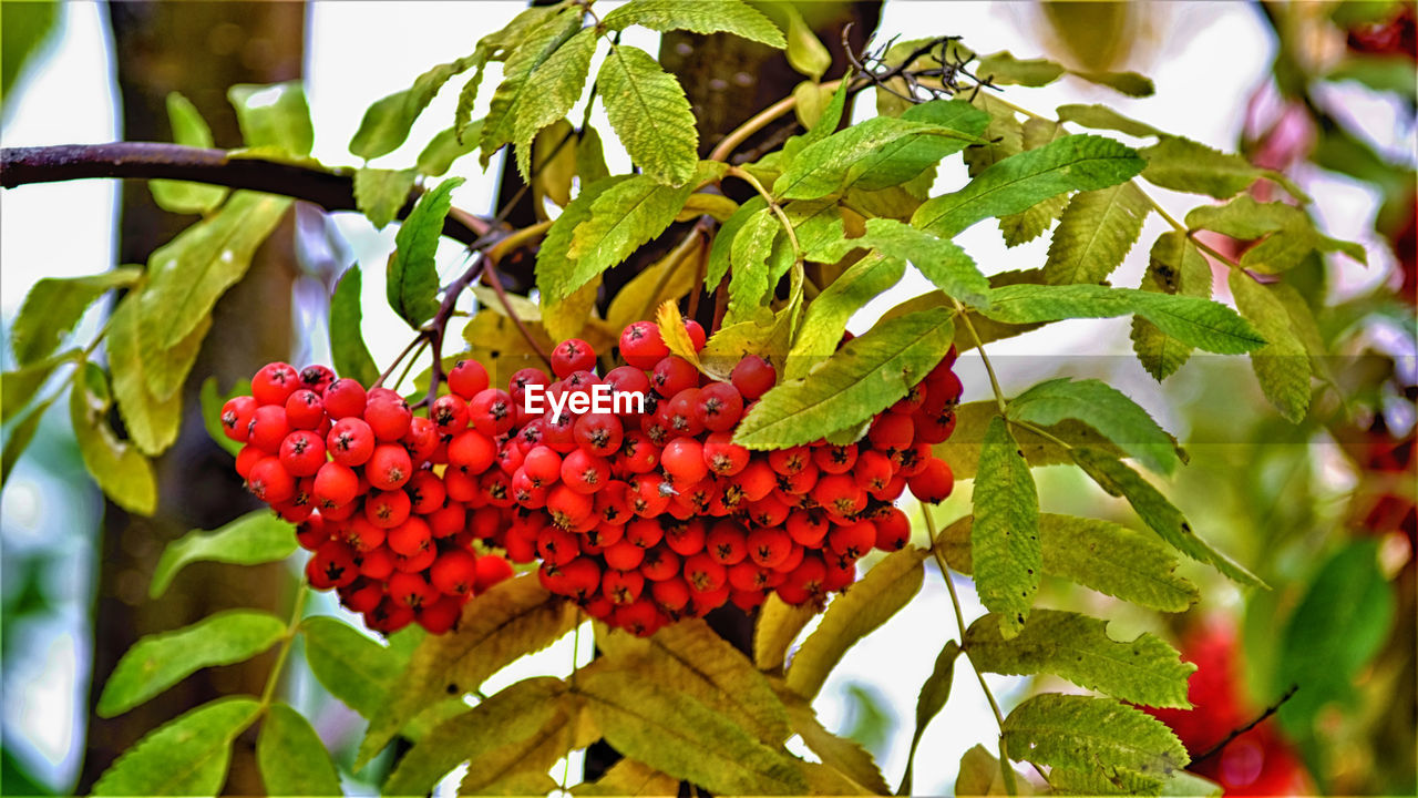 CLOSE-UP OF STRAWBERRY GROWING ON TREE