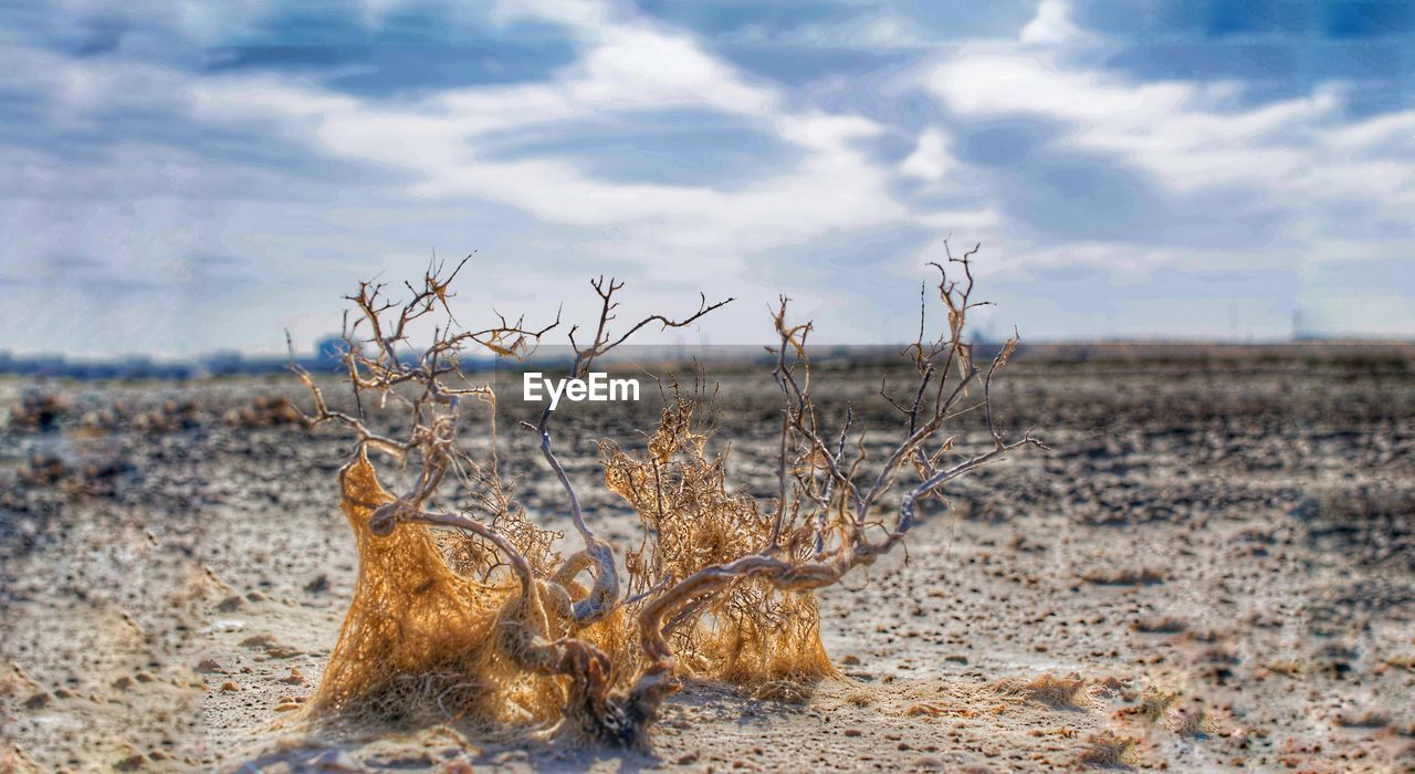 Close-up of plants on beach against sky