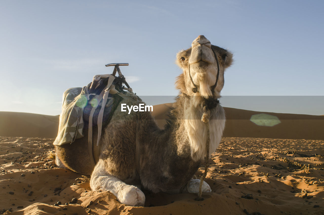 HORSE SITTING ON LAND