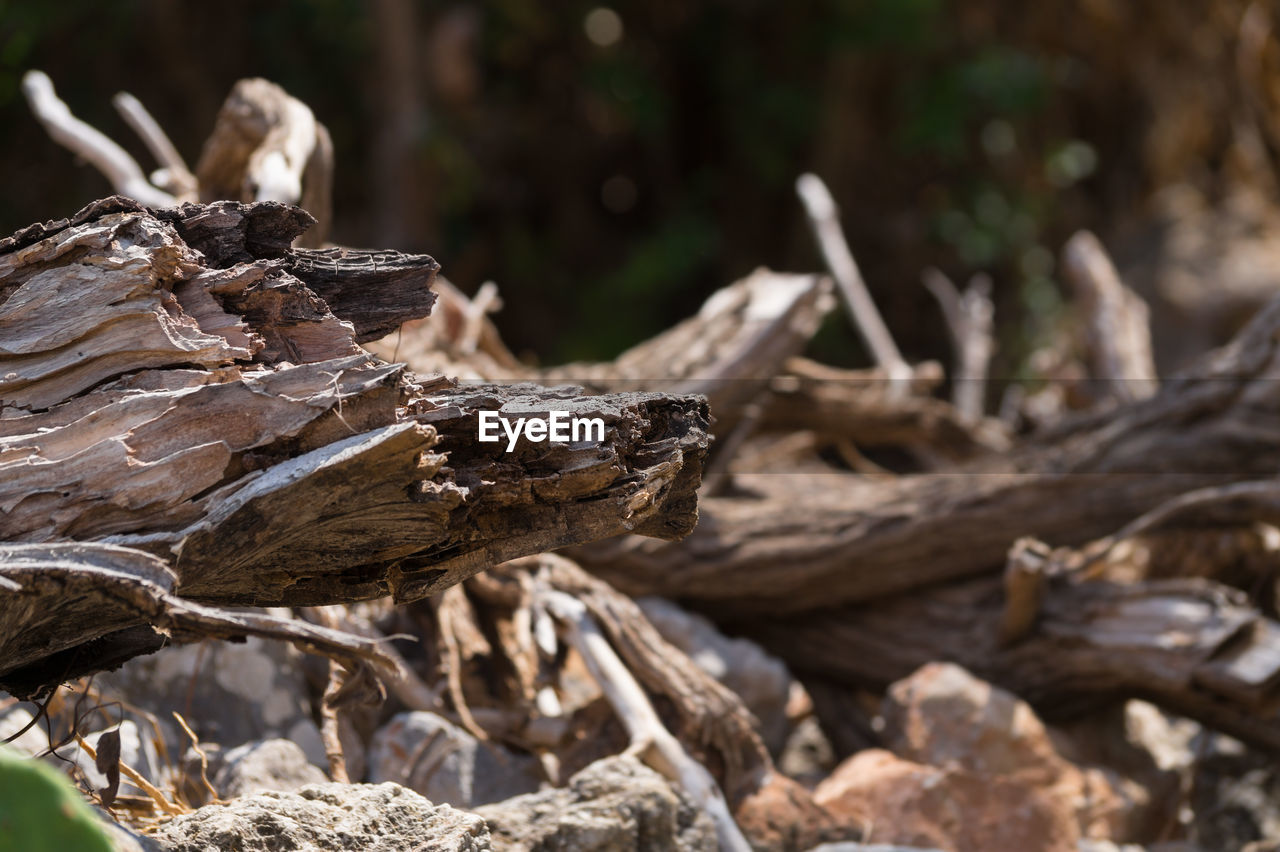 Close-up of dry tree trunks on field