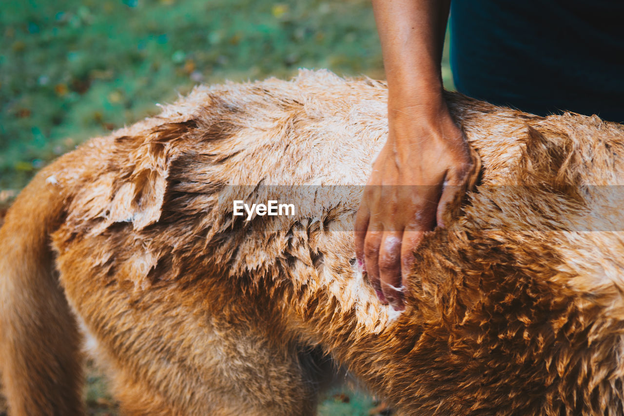 CLOSE-UP OF HAND WITH ANIMAL
