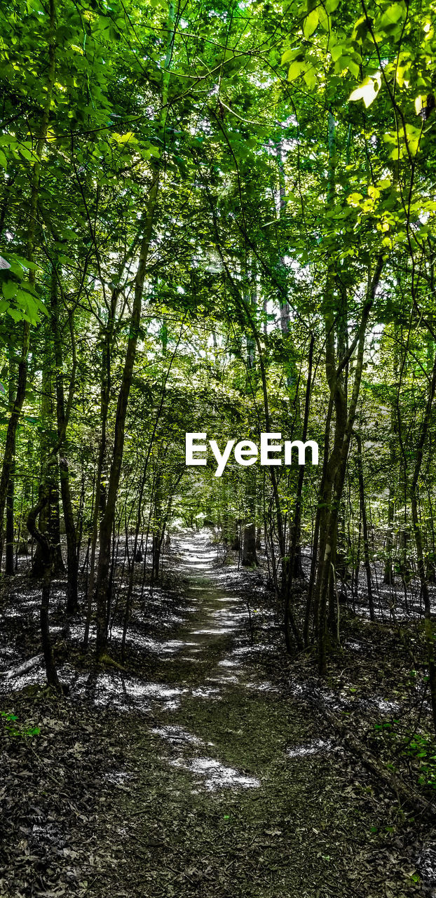 Footpath amidst trees in forest