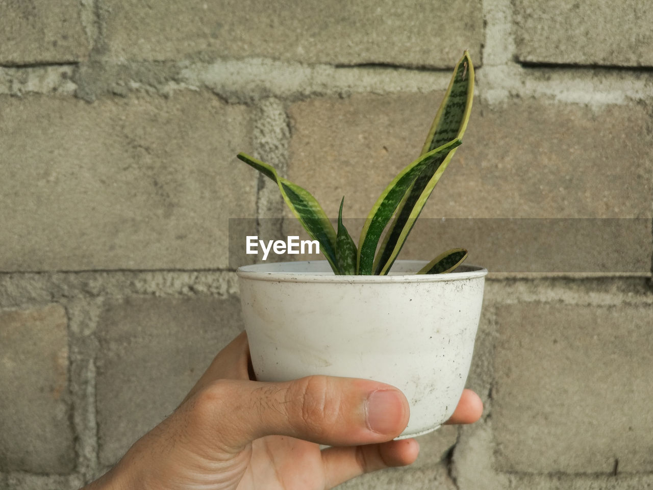 CROPPED HAND HOLDING PLANT AGAINST WALL