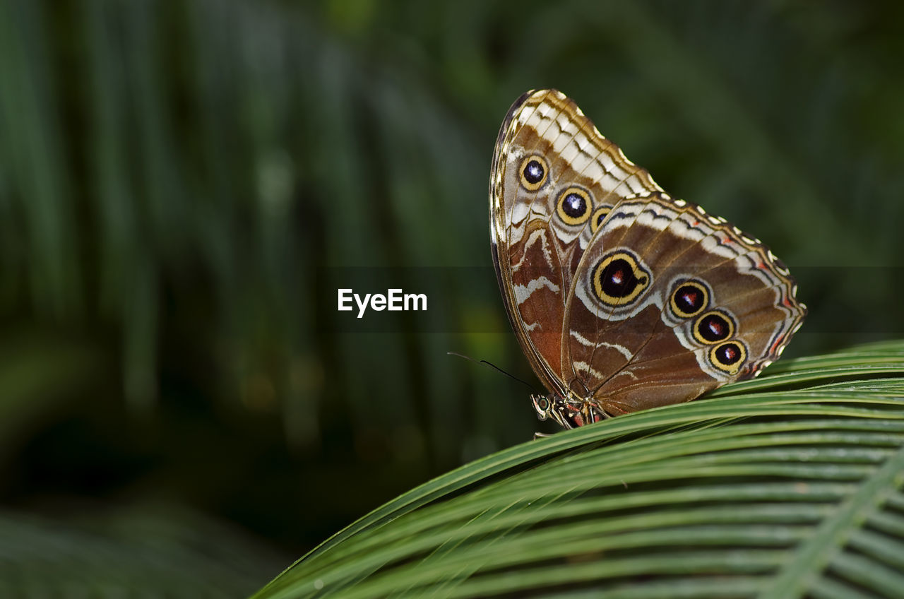 A photo of an owl butterfly, also called a blue morpho butterfly of the nymphalidae family. 