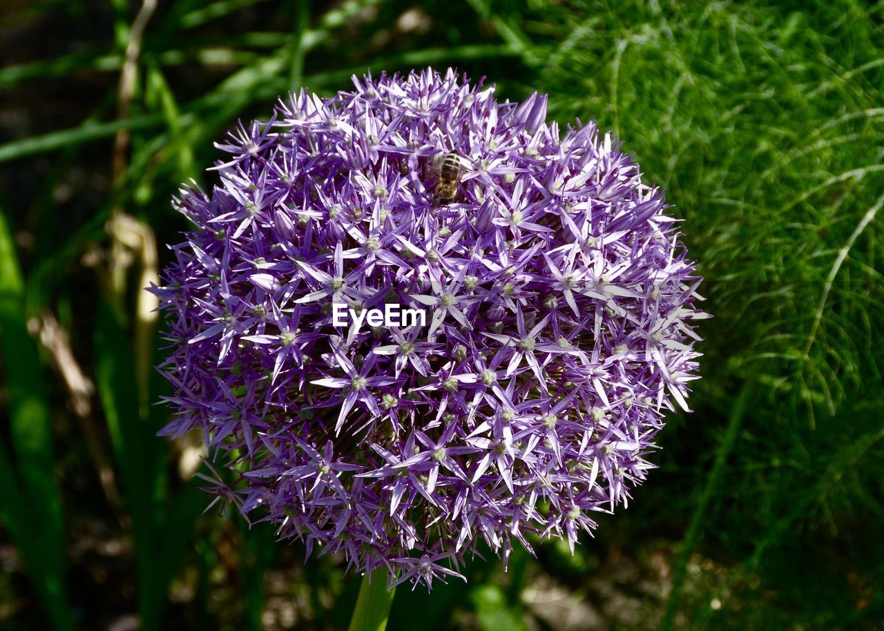 CLOSE-UP OF PURPLE FLOWERING PLANT