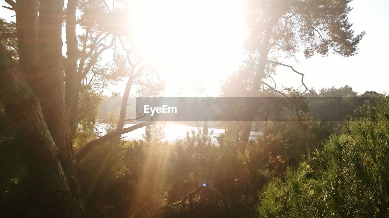 Sunlight streaming through trees