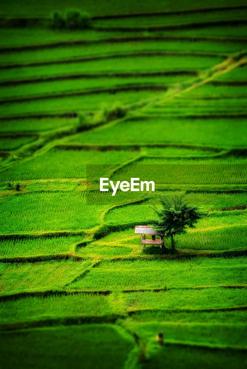 Scenic view of agricultural field