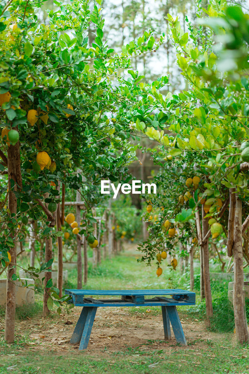Trees growing in farm