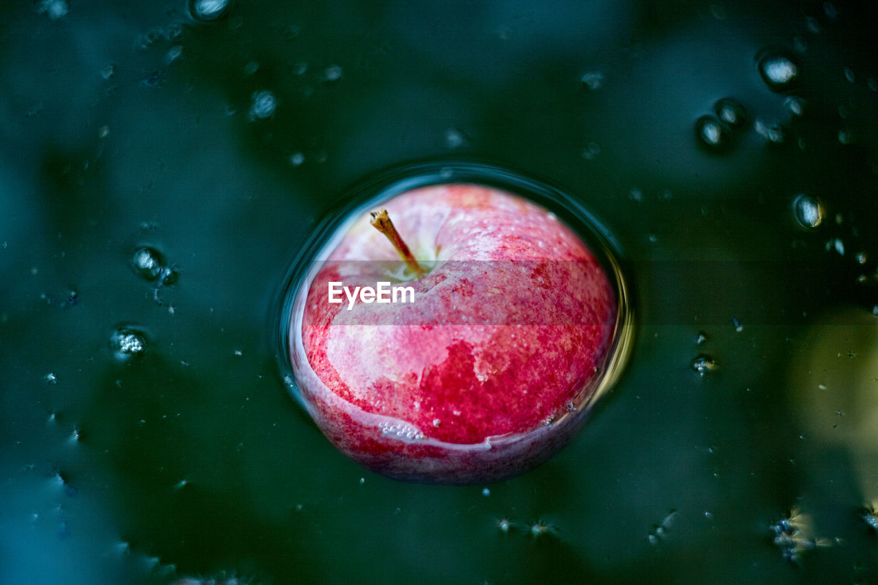 High angle view of apple in water