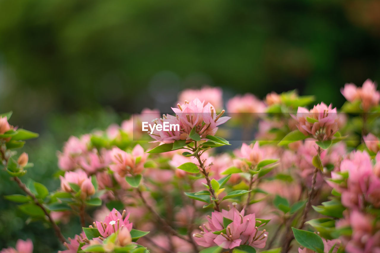 Pink bougainvillea of paper flower with small green leaves with green background in soft focus