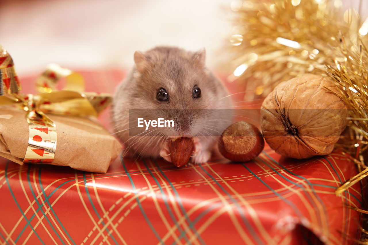 Close-up of rodent amidst christmas decoration on table