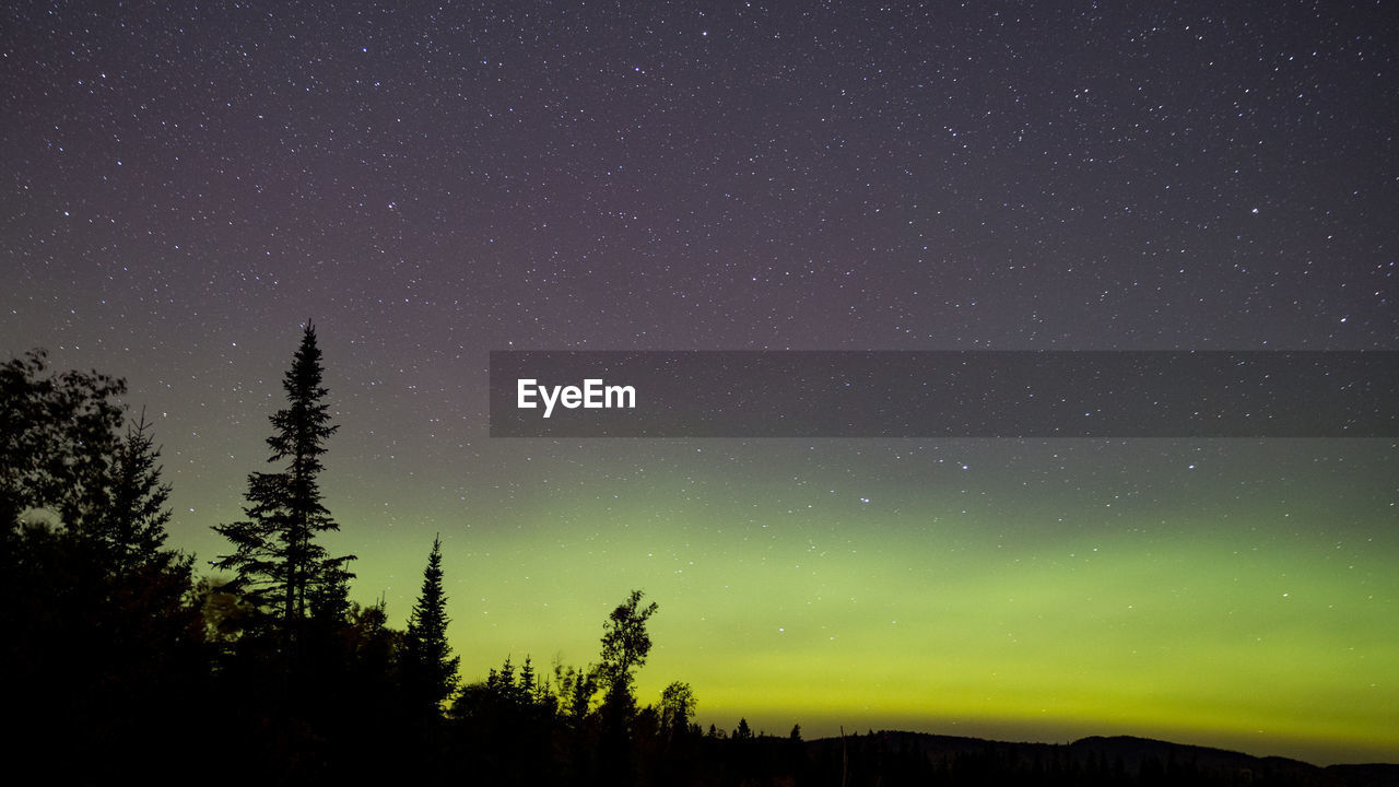 Low angle view of silhouette trees against star field at night