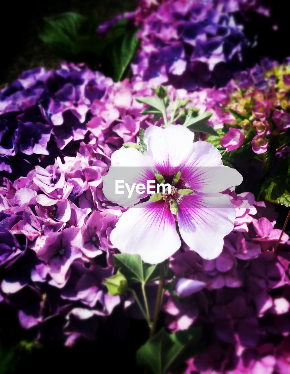 High angle view of purple flowers blooming in garden