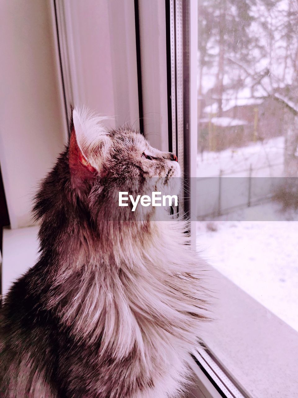 CAT LOOKING AWAY IN SNOW