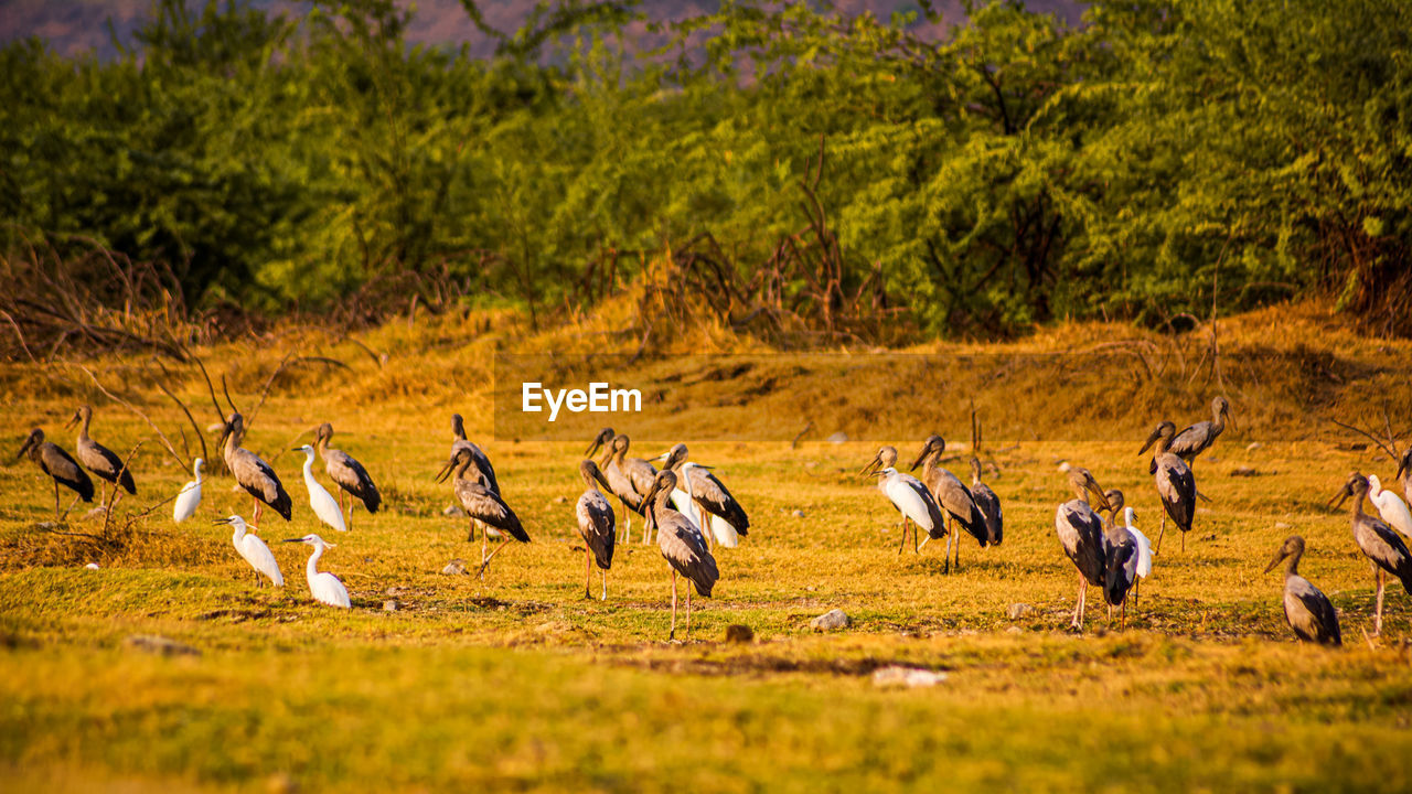 BIRDS IN A FIELD