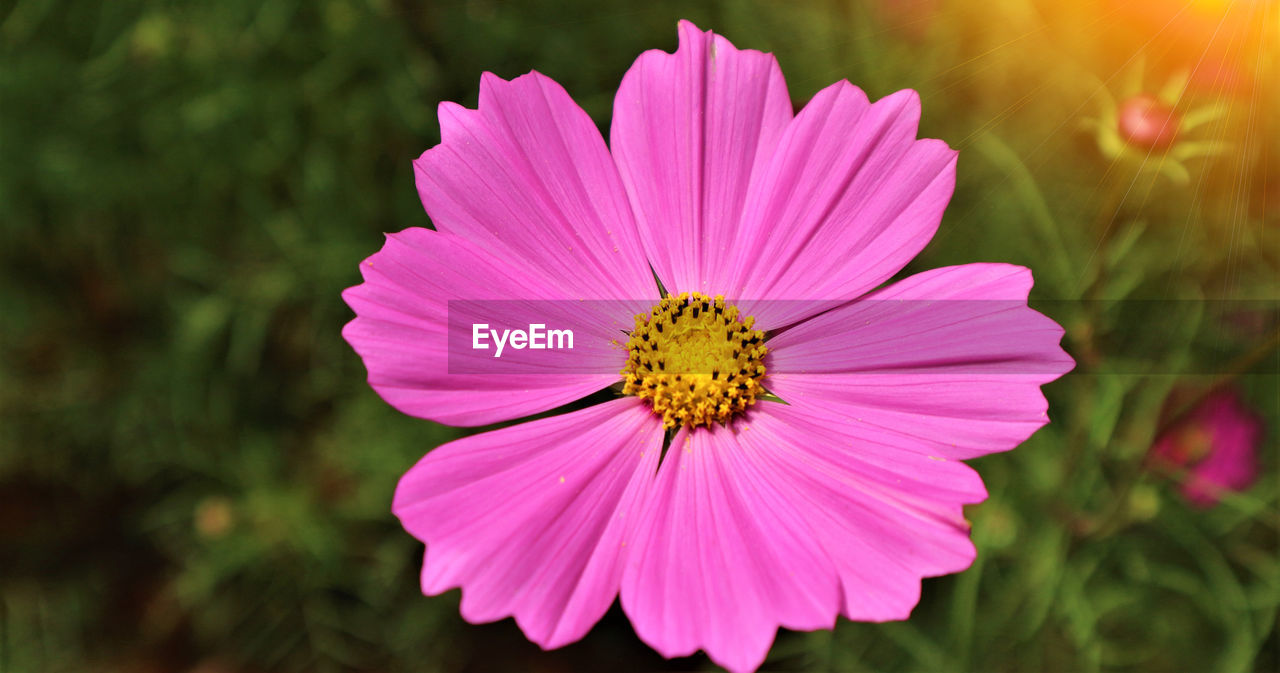 Close-up of pink cosmos flower