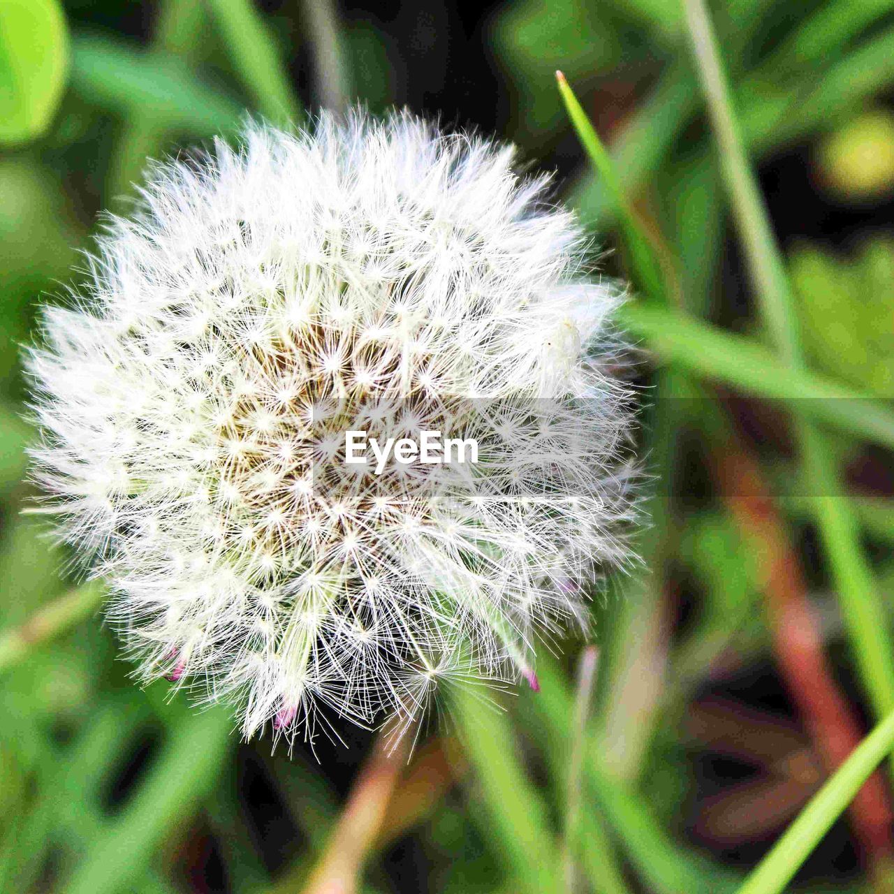 CLOSE-UP OF WHITE DANDELION FLOWER