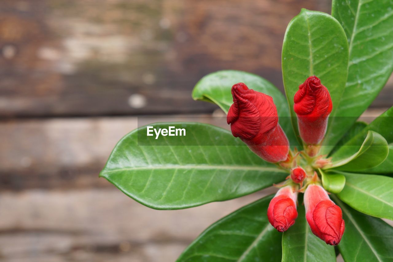 Close-up of red flower