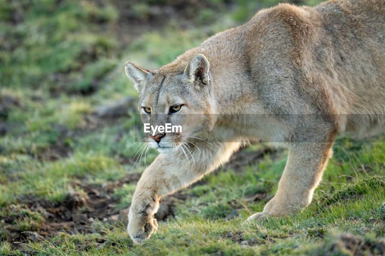 animal, animal themes, mammal, animal wildlife, puma, one animal, wildlife, wild cat, feline, felidae, cat, no people, bobcat, carnivora, small to medium-sized cats, lion - feline, lynx, big cat, whiskers, nature, outdoors, portrait, grass, animals hunting, side view, day, pet