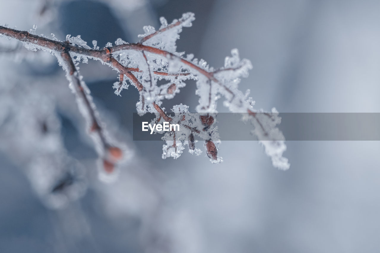 Frozen plants