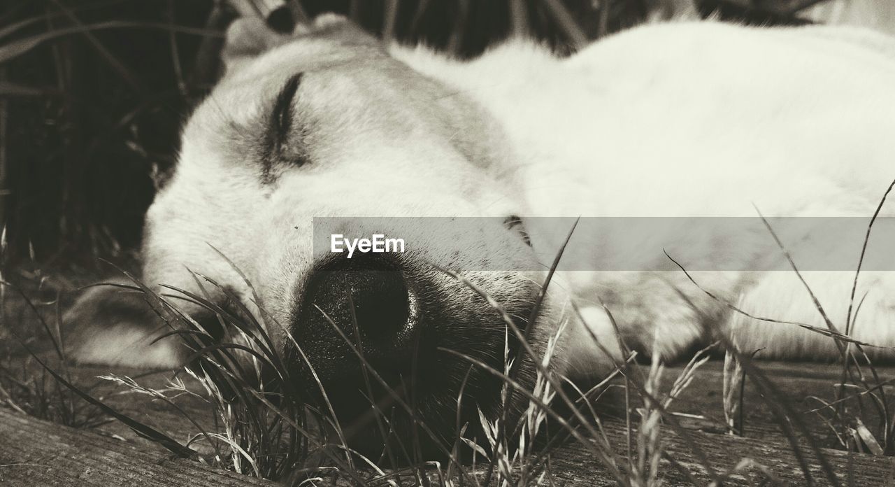 Close-up of dog sleeping on field