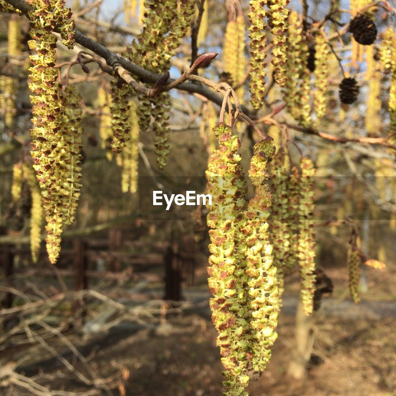 Close-up of yellow flowers