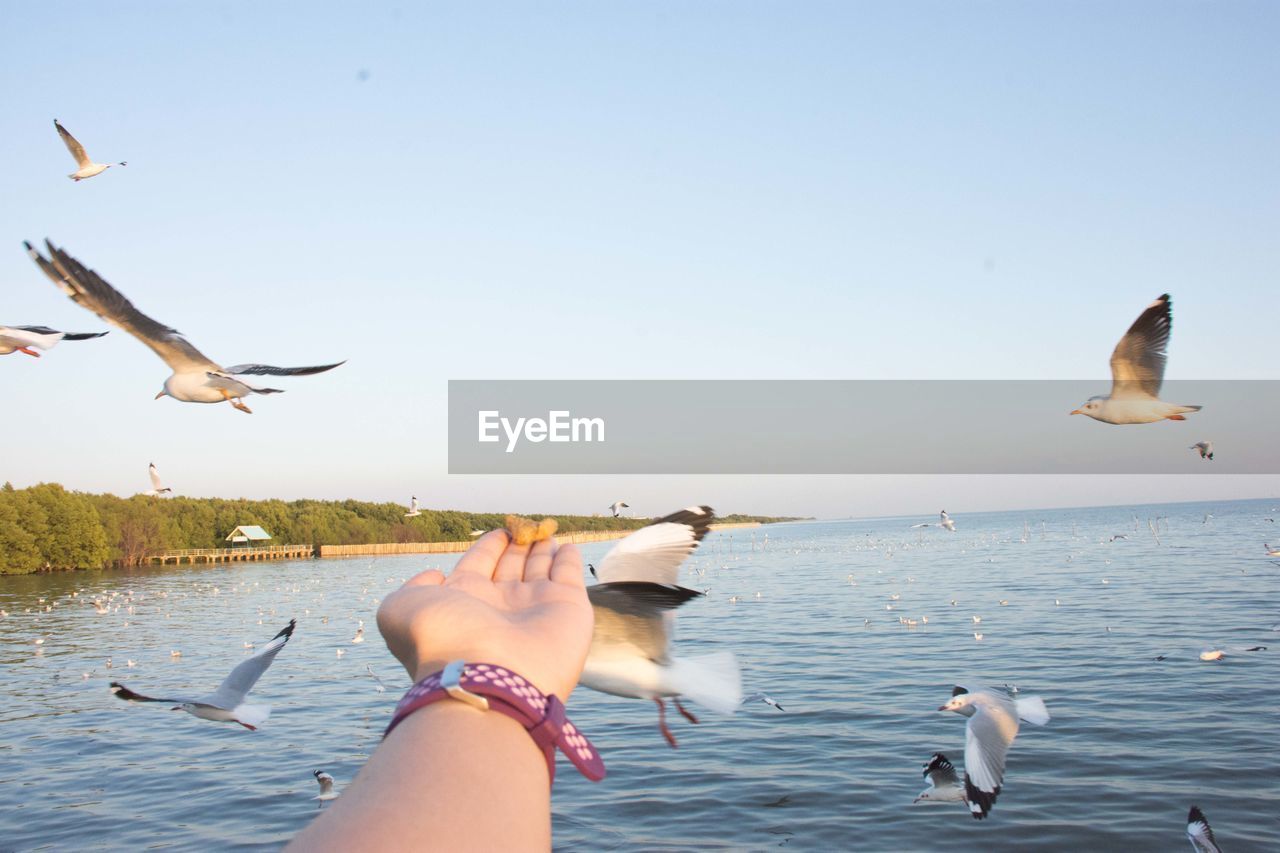 Low angle view of seagulls flying over sea