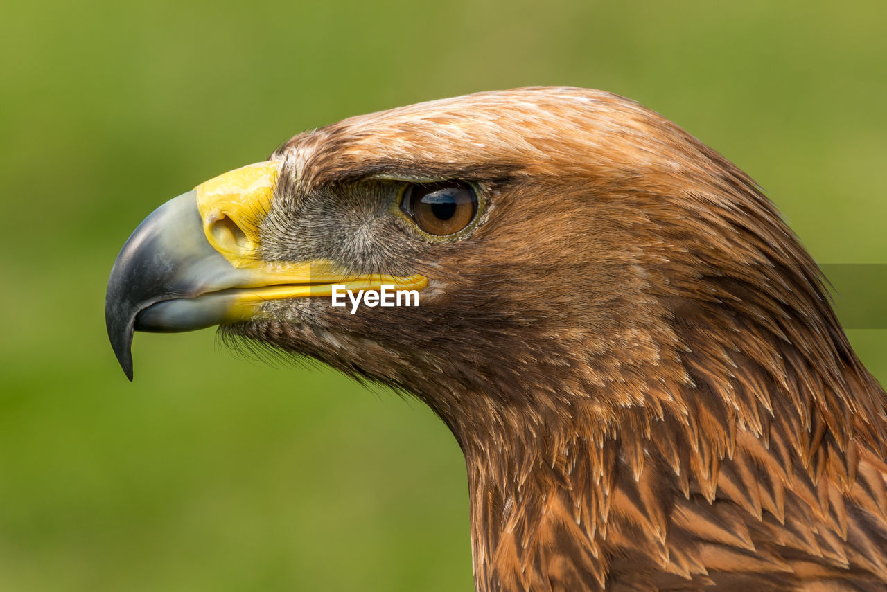 Profile view of golden eagle