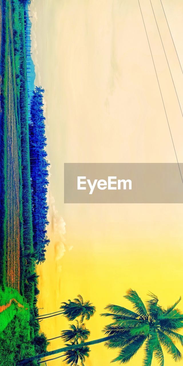 DIGITAL COMPOSITE IMAGE OF PALM TREES AND PLANTS AGAINST BLUE SKY