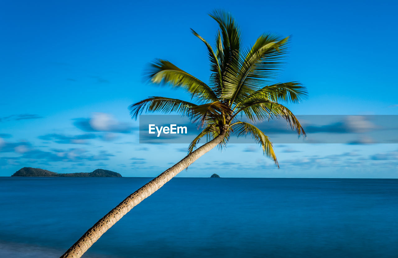Palm tree by sea against blue sky