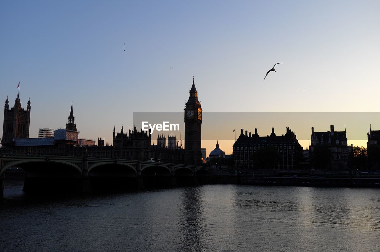 Bird flying over river against buildings in city