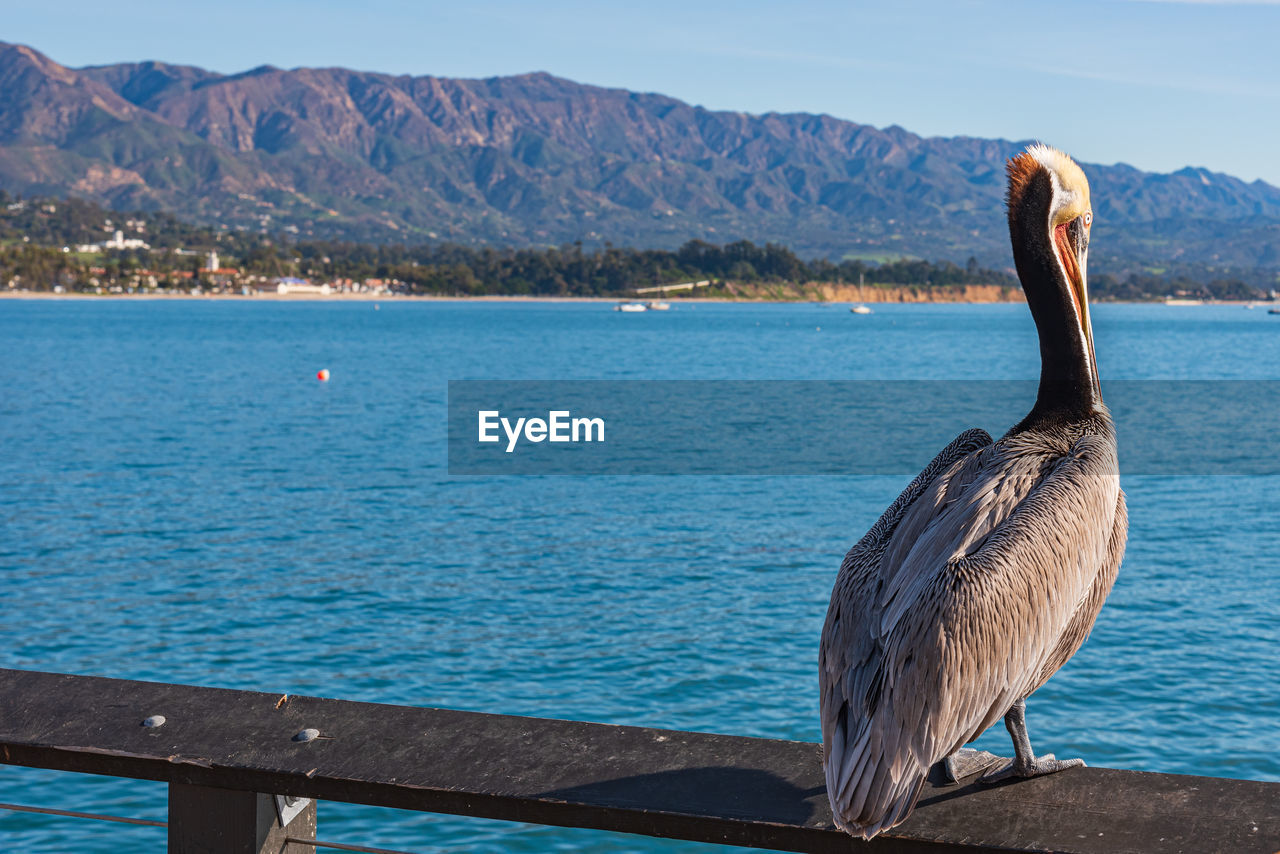 Bird perching on a sea