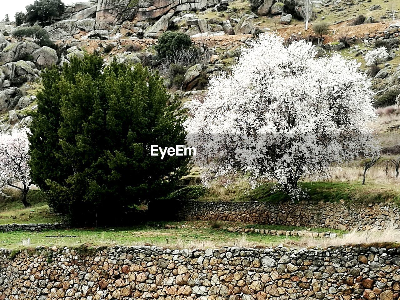 CLOSE-UP OF PLANTS BY TREES