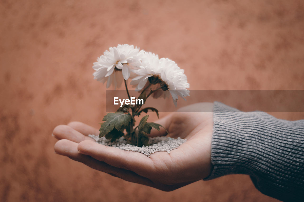 Close-up of hand holding flowering plant